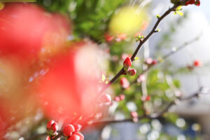 シグマ 16mm F1.4 DC DN Contemporary｜手に届くRFマウント大口径単焦点を楽しむ
